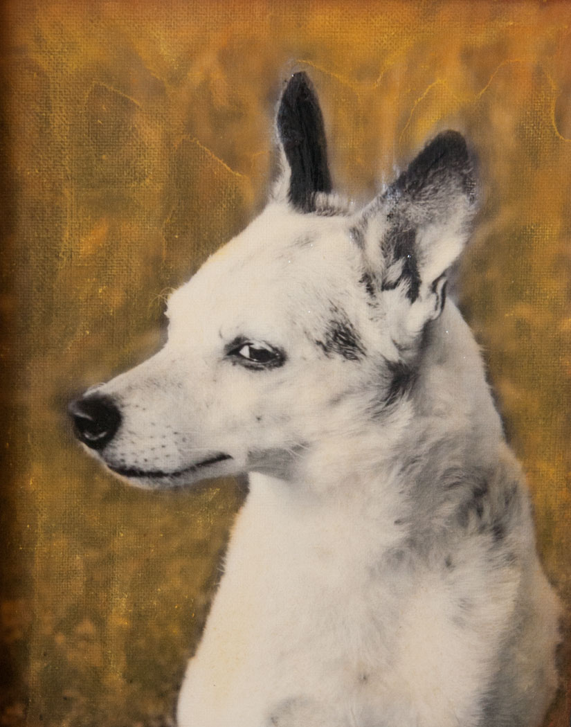 simon the dog portrait by Maayan Kasimov